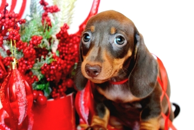 Такса кроличья гладкошерстная