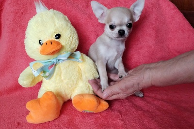 чихуахуа МИНИ малыш крутыш