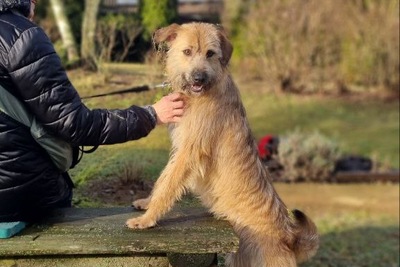 Собака в добрые руки