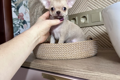 Малыш чихуахуа