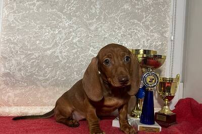 Девочка миниатюрной таксы