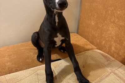 Щенок уиппета (малой английской борзой)