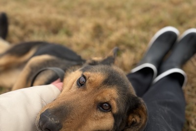 Собака в добрые руки