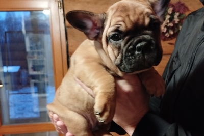 Французский бульдог