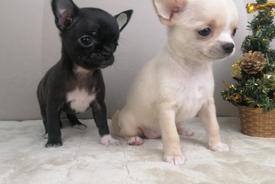 Девочки Чихуахуа