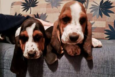 Щенки бассет-хаунда