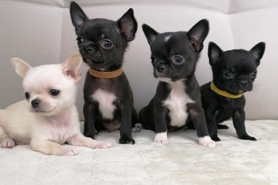 Мальчики Чихуахуа