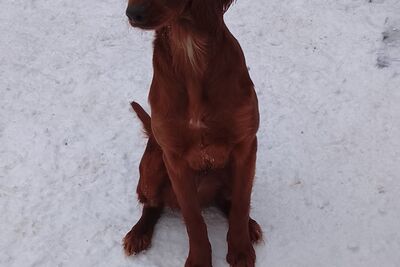 Девочка ирландского сеттера