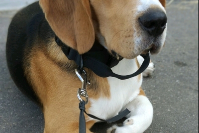 Пропал пес породы бигль