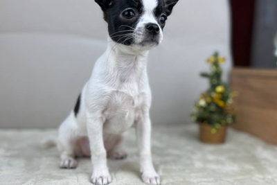 Девочка Чихуахуа