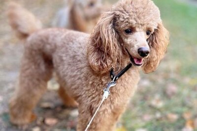 Щенки карликового пуделя (мальчики)