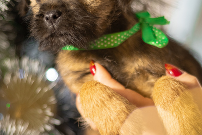 Бордер терьер щенки