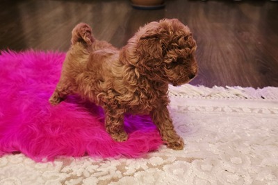 Мальчик красного той пуделя с родословной