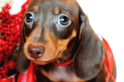 Такса кроличья