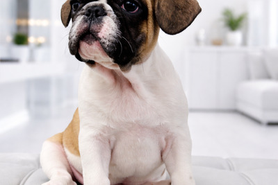 Французский бульдог щенок