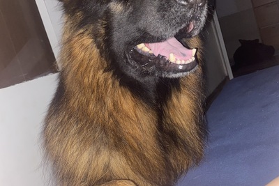 Вязка немецкой овчарки