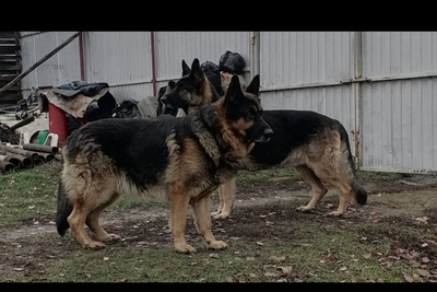 Кобель овчарки , развязан. Ждет девчонку