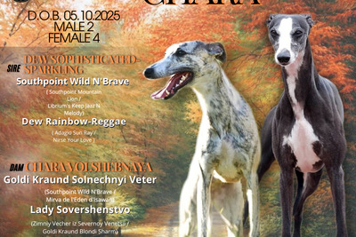 Щенок уиппета