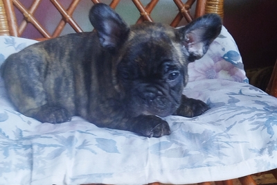 Французский бульдог