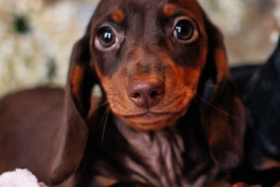 Такса кроличья