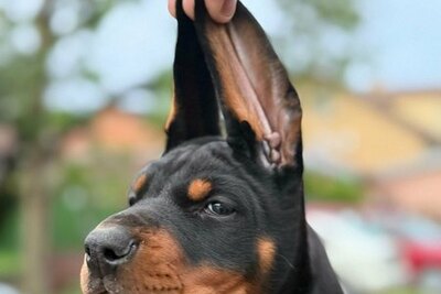 Щенки добермана, черные и коричневые