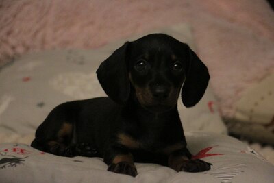 Малышка миниатюрной/кроличьей таксы