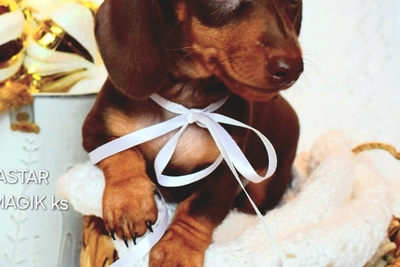 Такса кроличья гладкошерстная