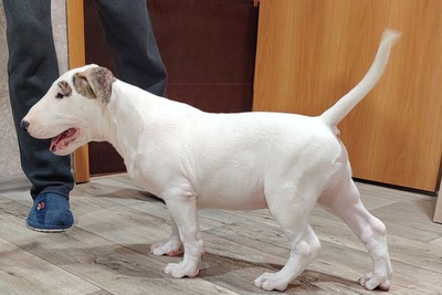 ТОП мальчишка бультерьера!