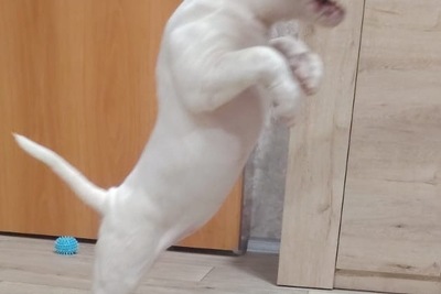 Нежная девочка бультерьера стандарт!