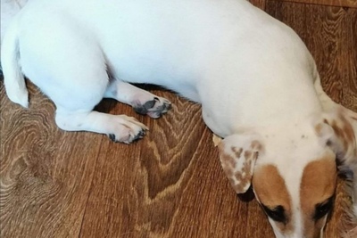 Джек рассел терьер