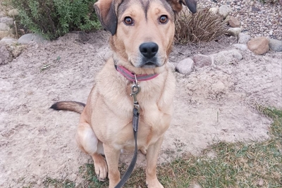 Шикарная собака Веста ищет дом