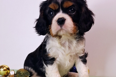 Кавалер кинг чарльз спаниель мальчик