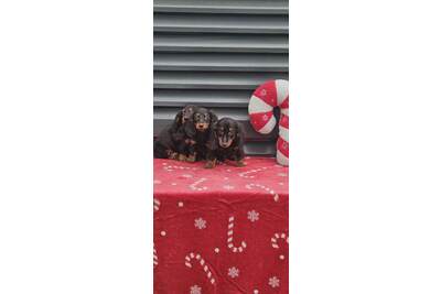 Дугодлаки язавичар