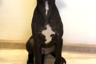 Щенок малой английской борзой