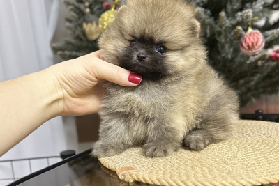 Мальчик померанский шпиц