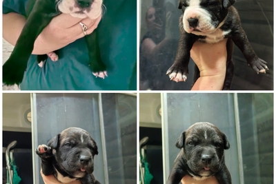 Щенки Амстаффа