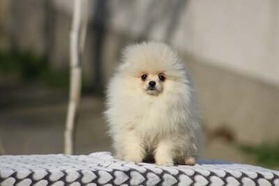 Щенки померанского шпица Бу