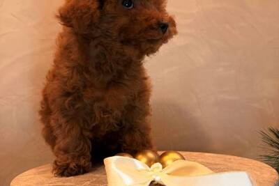 Той-пудель, щенок-девочка