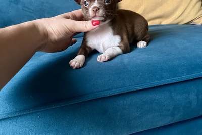 Шоколадный мальчик чихуахуа