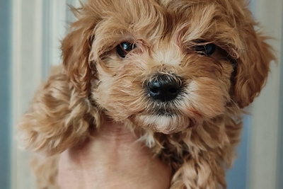 Мальтипу мини мальчик.