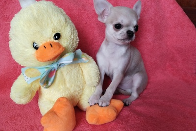 чихуахуа МИНИ малыш крутыш