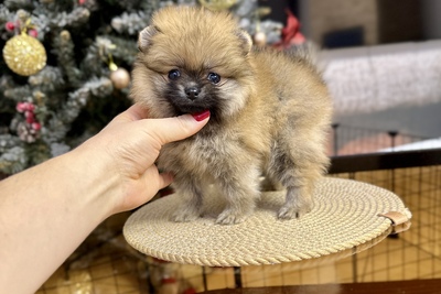 Мини девочка померанский шпиц