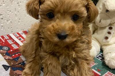 Щенок  той-пуделя