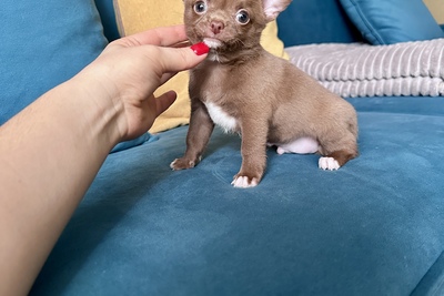 Шоколадный мальчик чихуахуа