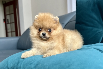 Девочка померанский шпиц