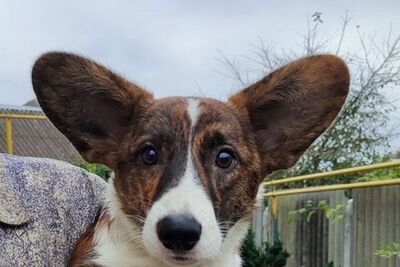 Мальчик корги кардиган