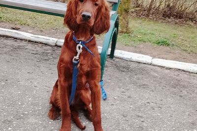 Девочка ирландского сеттера