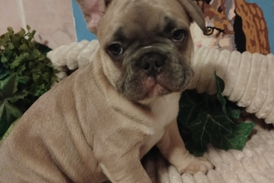 Французский бульдог