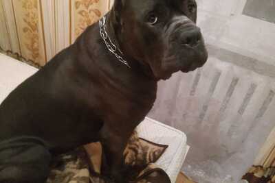 Продам Кане Корса