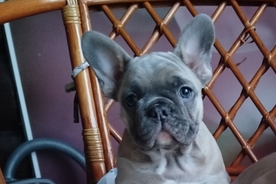 Французский бульдог